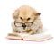 Dog in glasses read book.