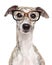 Dog in glasses on white background