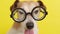 Dog in glasses on yellow background.