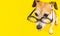 Dog in glasses on yellow background. concentrated, serious, offended, looking down. Horizontal banner