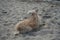 A dog of the Glen of Imaal Terrier breed sits on the beach and looks at the water. Berlin, Germany