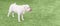 A dog is gnawing a bone on the lawn