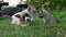 Dog gnaws a bone with a puppy. The puppy watches his mom eat