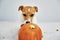 Dog gnaws orange pumpkin indoors