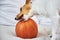 Dog gnaws orange pumpkin indoors