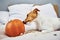 Dog gnaws orange pumpkin indoors