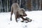 A dog gnaws a stick in the winter forest