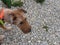 Dog and gneiss pebbles