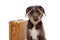 DOG GOING ON TRAVELING OR VACATIONS. PUPPY NEXT TO A VINTAGE SUITCASE. ISOLATED SHOT AGAINST WHITE BACKGROUND. SEPARATION ANXIETY