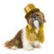 Dog in a Gold Party Outfit