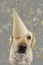 DOG IN GOLDEN BIRTHDAY OR NEW YEAR HAT. LABRADOR RETRIEVER CELEBRATING A PARTY. ISOLATED STUDIO SHOT, AGAINST GRAY COLORFUL