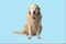 A dog, a Golden Retriever on a blue background.Isolate.Studio shooting