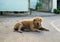 Dog golden retriever mangy scabby lying lonely