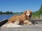 Dog - golden retriever mix lies on bridge at a lake and winks with eye
