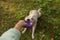 Dog Golden Retriever plays a toy in the park with his owner