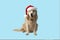 A dog, a Golden Retriever with a red Christmas hat on a blue background.Isolate.Studio shooting