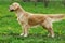 Dog Golden Retriever stands