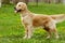 Dog Golden Retriever stands