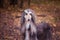 Dog, gorgeous Afghan hound