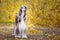 Dog, gorgeous Afghan hound, full-length portrait