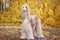 Dog, gorgeous Afghan hound, full-length portrait