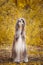 Dog, gorgeous Afghan hound, full-length portrait