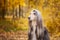 Dog, gorgeous Afghan hound, portrait,