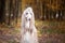 Dog, gorgeous Afghan hound, portrait,