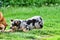 dog on grass, australian german shepard sheperd dog