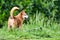 dog on grass, australian german shepard sheperd dog