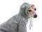 Dog in gray hoodie. Cute dog sport clothes. Relaxed life attitude. White background