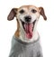 Dog in gray t-shirt with big open mouth yawning funny dog. Welcoming smile. White background