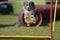 Dog with great blue eyes jumping over obstacle on agility