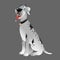 Dog Great Dane white sitting 3