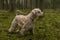 Dog in green forest