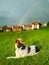 Dog in green grass looking rainbow