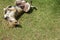 Dog on a green grass outdoors, Happy pets lying outdoors on green meadow