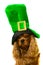 Dog in green hat