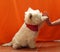 The dog greets the person. Westie. The dog gives a paw. Fluffy cute puppy. Human hand and dog paw.