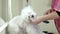 Dog groomer brushing white maltese.