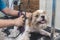 A dog groomer shaves the back of a relaxed shih tzu dog. Using a professional electric trimmer. Typical pet grooming service