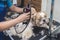 A dog groomer shaves the back of a white and orange furred shih tzu dog. Using a professional electric trimmer. Typical pet