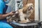 A dog groomer shaves and cuts the backside fur of a long haired shih tzu. Using a professional electric trimmer. Typical pet