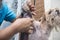 A dog groomer shaves the front paw of a shih tzu dog. Using a professional electric trimmer. Typical pet grooming service