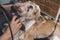 A dog groomer shaves the neck fur of a shih tzu dog. Using a professional electric trimmer. Typical pet grooming service