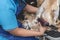 A dog groomer shaves and trims the fur of the lower leg of a shih tzu dog. Using a professional electric trimmer. Typical pet