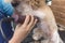 A dog groomer shaves the underbelly fur of a shih tzu dog. Using a professional electric trimmer. Typical pet grooming service