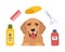 Dog Grooming. Caring for animals. Dog hair salon. Golden Retriever. Tools for the care of animals. Scissors, brush, shampoo, towel