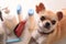 Dog grooming with chihuahua and bath products around