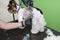 dog grooming close up. groomer\\\'s hands working with dog